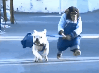Scooter Dog